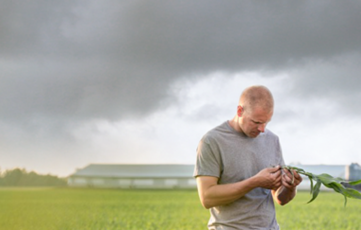 A farmer examines a corn stalk in his field as a severe thunderstorm approaches in the sky behind him. 