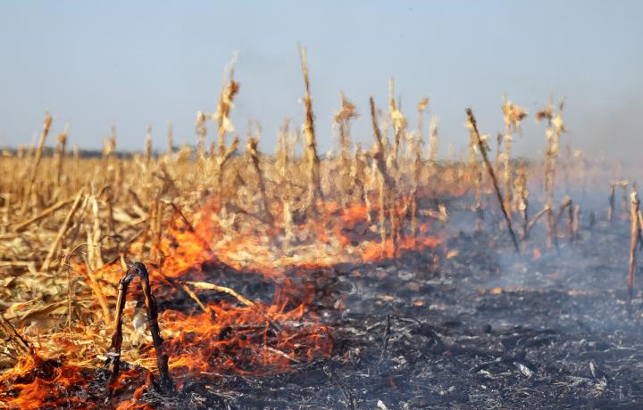 A scrawling line of orange flames separates a burned section of a harvested cornfield from an unburned portion.