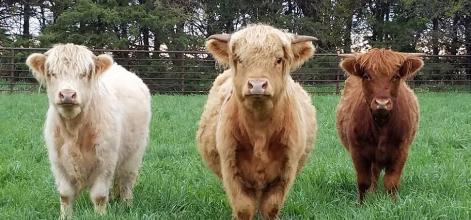 Three young cows stare curiously at the camera, standing perfectly still in a green field.