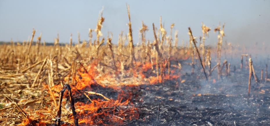 A scrawling line of orange flames separates a burned section of a harvested cornfield from an unburned portion.