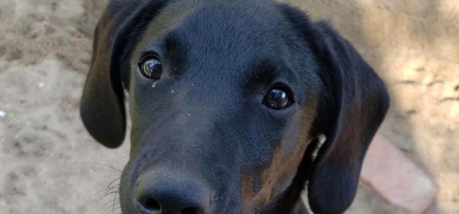 A little black sleek and short-haired puppy looks up at the camera.