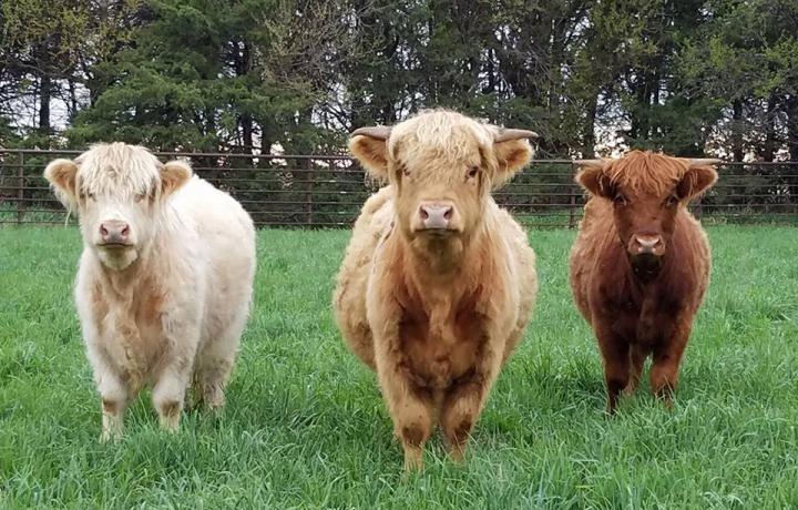 Three young cows stare curiously at the camera, standing perfectly still in a green field.