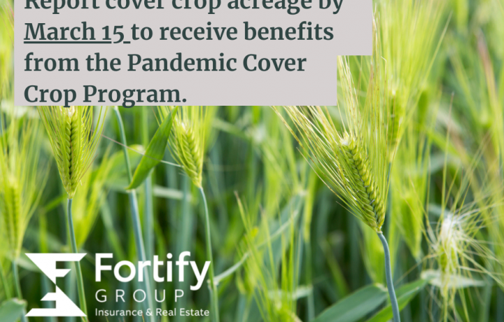 A green field of rye fills the photo frame. Overlaid text remind farmers to turn in their cover crop acres by March 15.