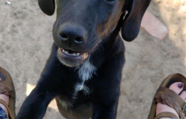 A little black sleek and short-haired puppy looks up at the camera.