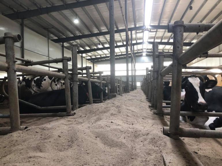 Cattle at Beavers' Dairy rest on sand bedding in the free-stall building