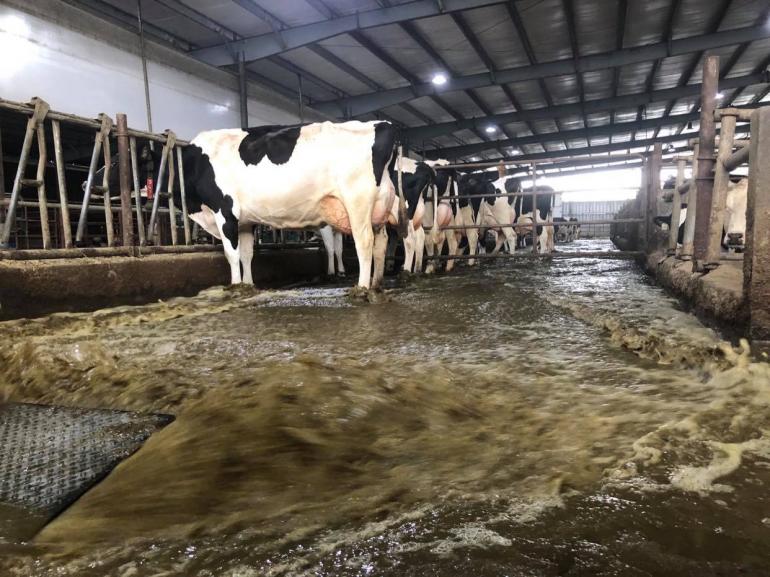 Water rushes down the lane at Beavers Dairy. It flushes the lanes clean every 28 minutes.