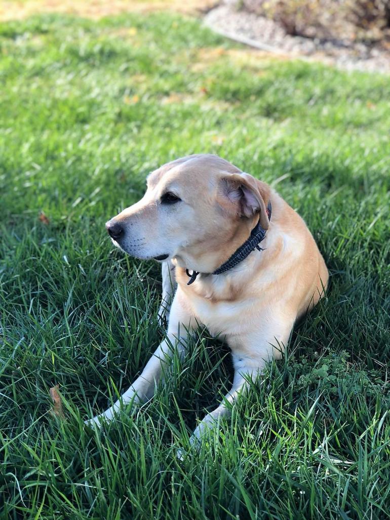 A yellow Lab is pictured on a green summer lawn.