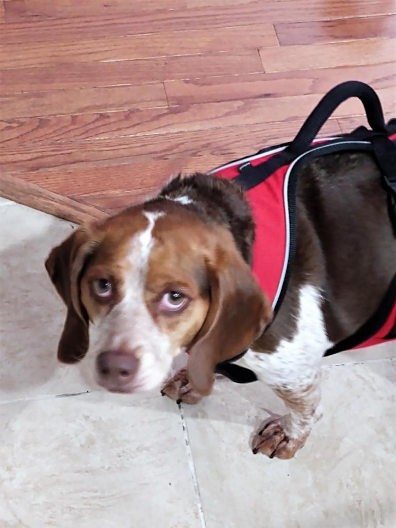 A beagle looks up at her owner and the camera.