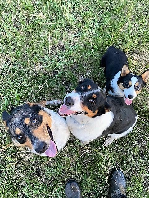 Three dogs (Blue Heelers and a Corgi) look up together on the lawn.