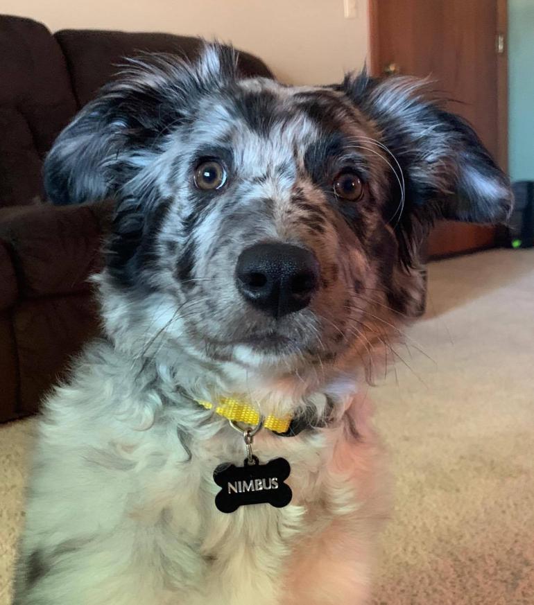 A bright-eye Australian Shepherd looks at its owner in the living room of their house.