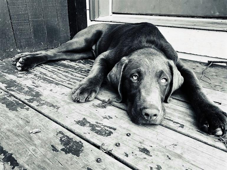 A chocolate lab puppy is pictured in this black-and-white image, sprawled out lazily on a wooden deck.
