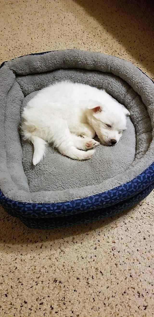 A white puppy is curled up in a dog bed, fast asleep.
