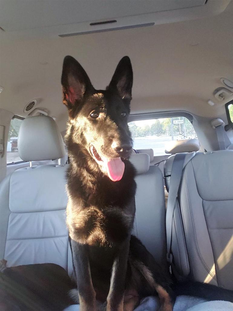A large black dogs sits in the backseat of a van; large ears at full attention and tongue hanging out happily.