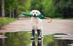 A Golden Retriever holds a green umbrella in his mouth. He is wearing rain boots and standing in a puddle on a country road.