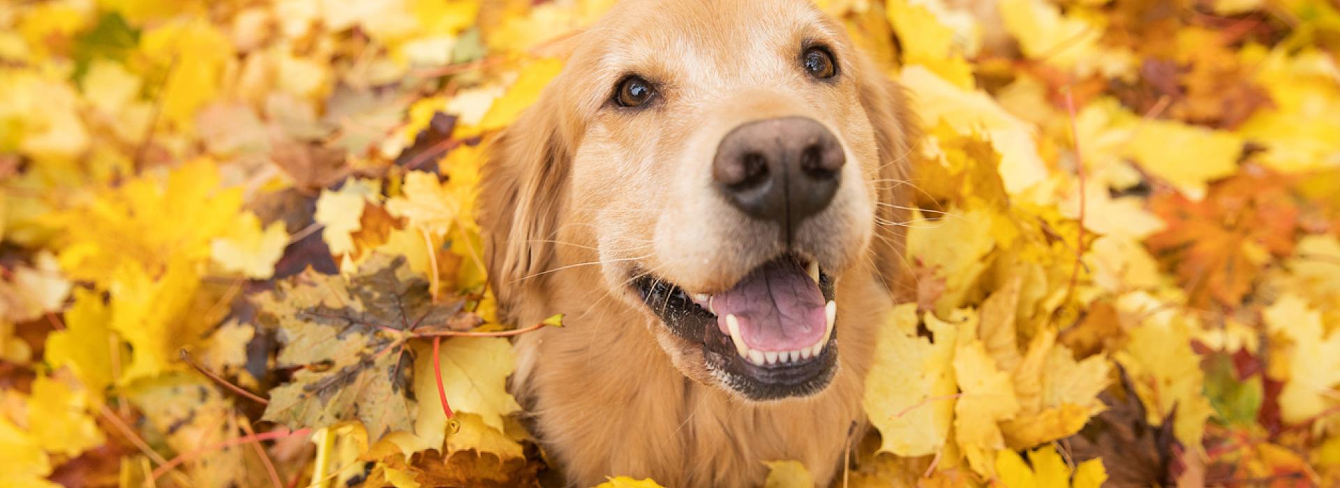 Golden Retriever in Leaves