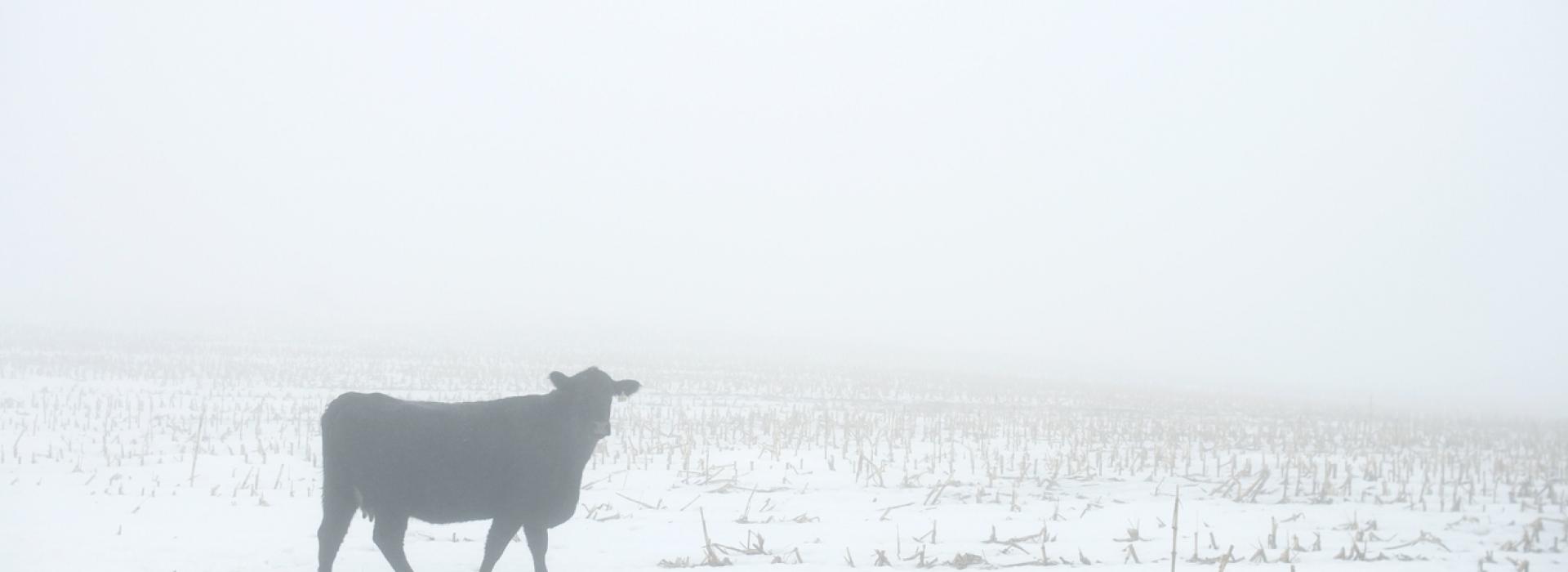 snow and cattle