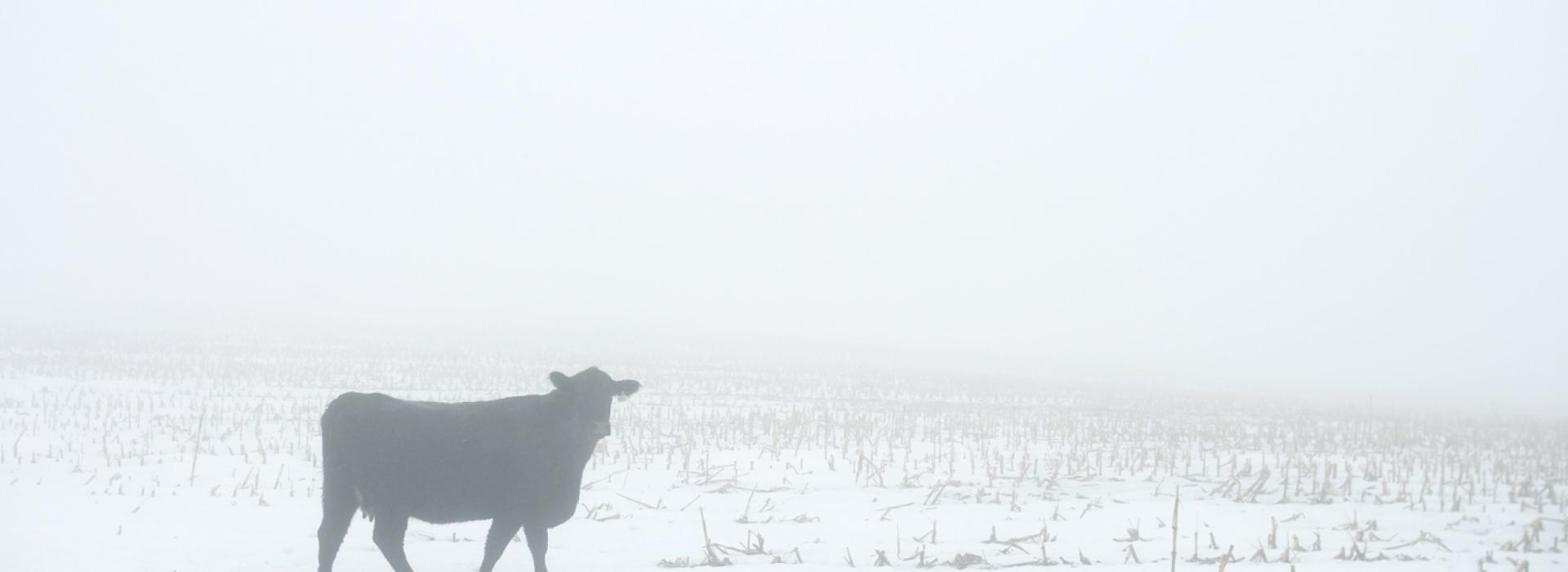 Cow in the snow