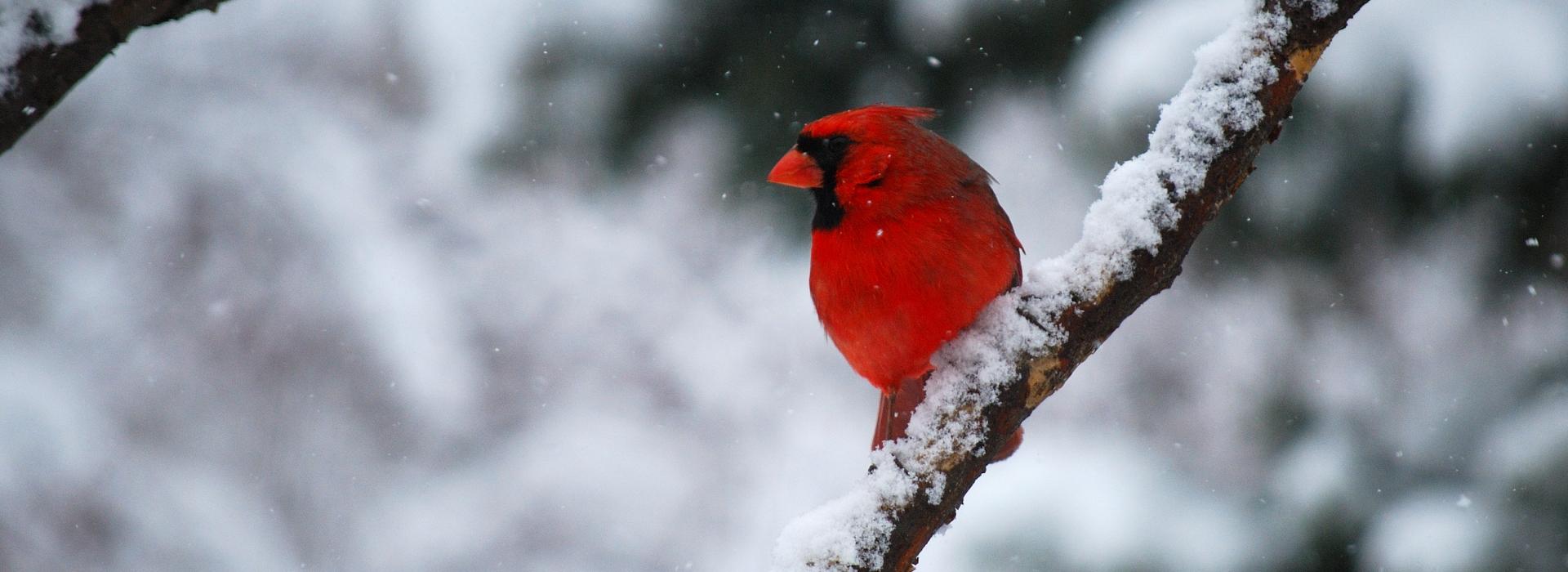 Cardinal in the Snow