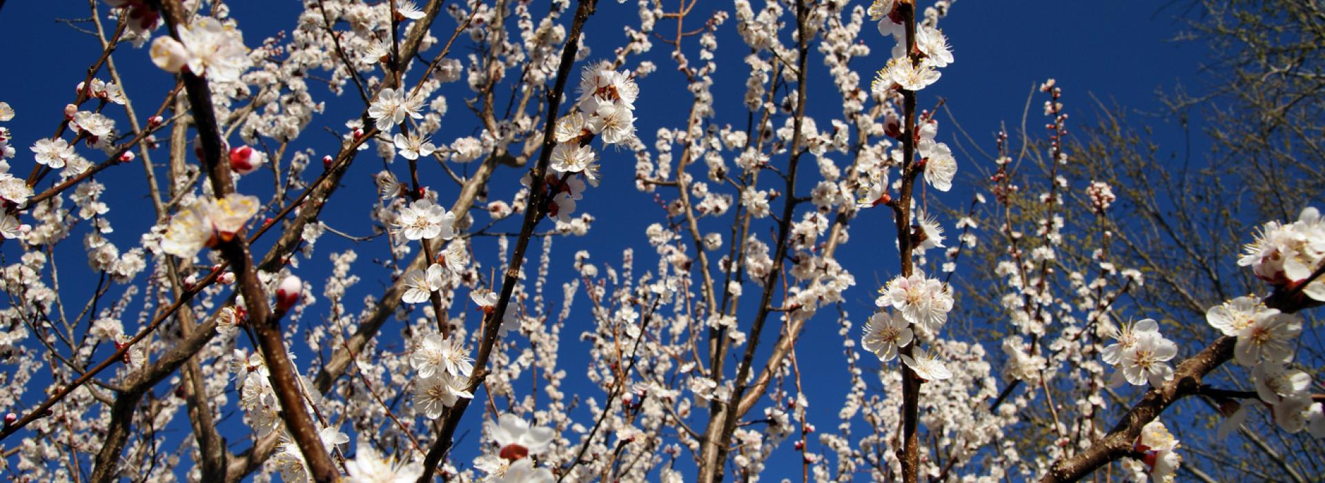 Flowering white tree blossoms burst out against a deep blue spring sky.