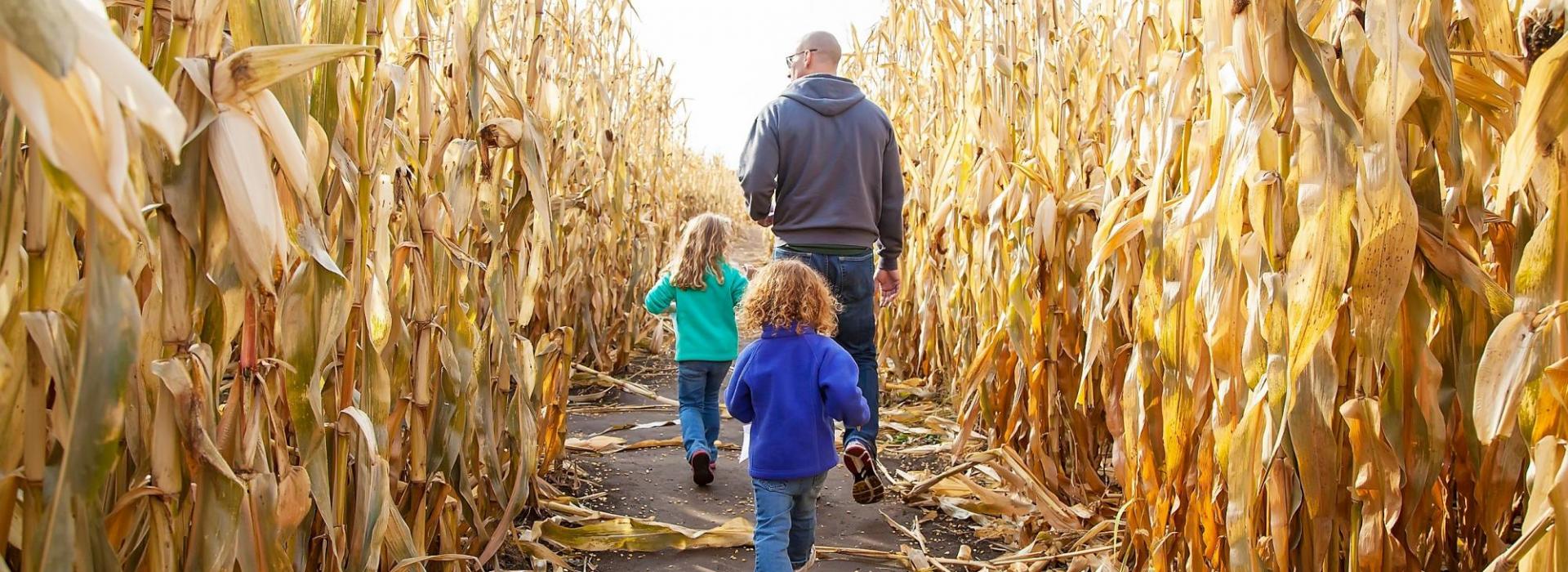 Dad and girls in the corn field