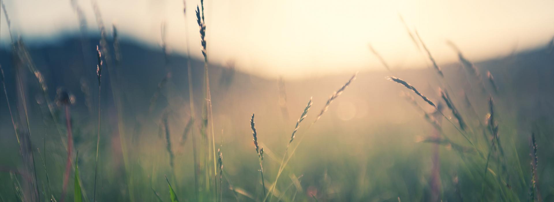 Spring Pasture