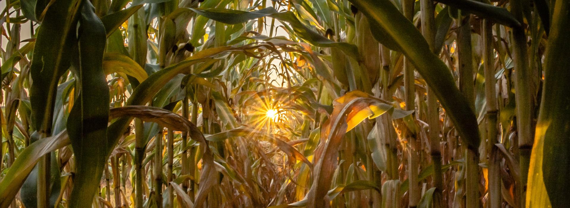 Sun shining a starburst pattern in rows of dried corn